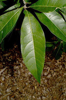 <p>Common Name</p>