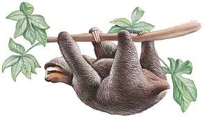 <p>a sloth</p>