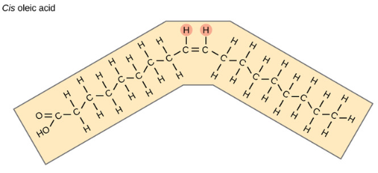 <p>BONDS: double bonds = bent configuration</p><p>MELTING POINT: low, liquid at room temp</p><p>FOUND IN: fish and plants (ex. olive oil)</p>