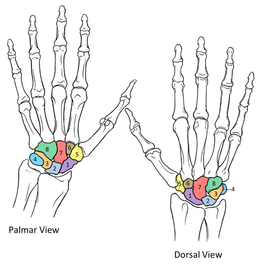 <p>6 (of hand)</p>