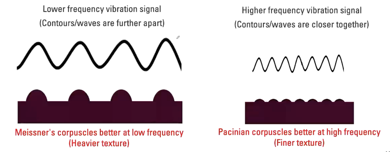 <p>Lower frequency vibration signal (Contours/waves are further apart)</p><ul><li><p><strong>Meissner's corpuscles better at low frequency (Heavier texture)</strong></p></li><li><p>E.g. Moving fingers across keys on a keyboard</p></li></ul><p></p><p>Higher frequency vibration signal (Contours/waves are closer together)</p><ul><li><p><strong>Pacinian corpuscles better at high frequency (Finer texture)</strong></p></li><li><p>E.g. Moving hand across the surface of smooth table</p></li></ul><p></p>