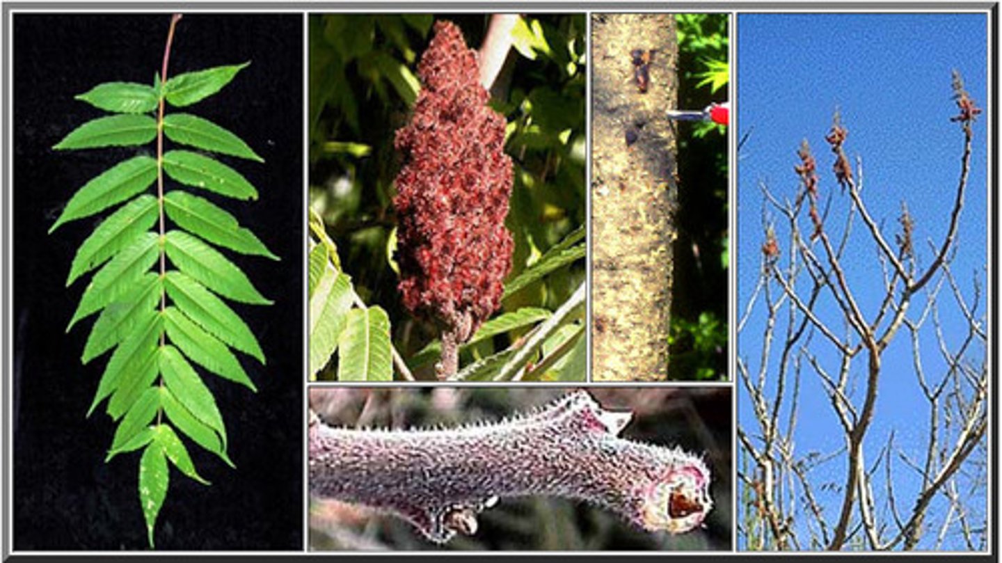 <p>staghorn sumac</p>
