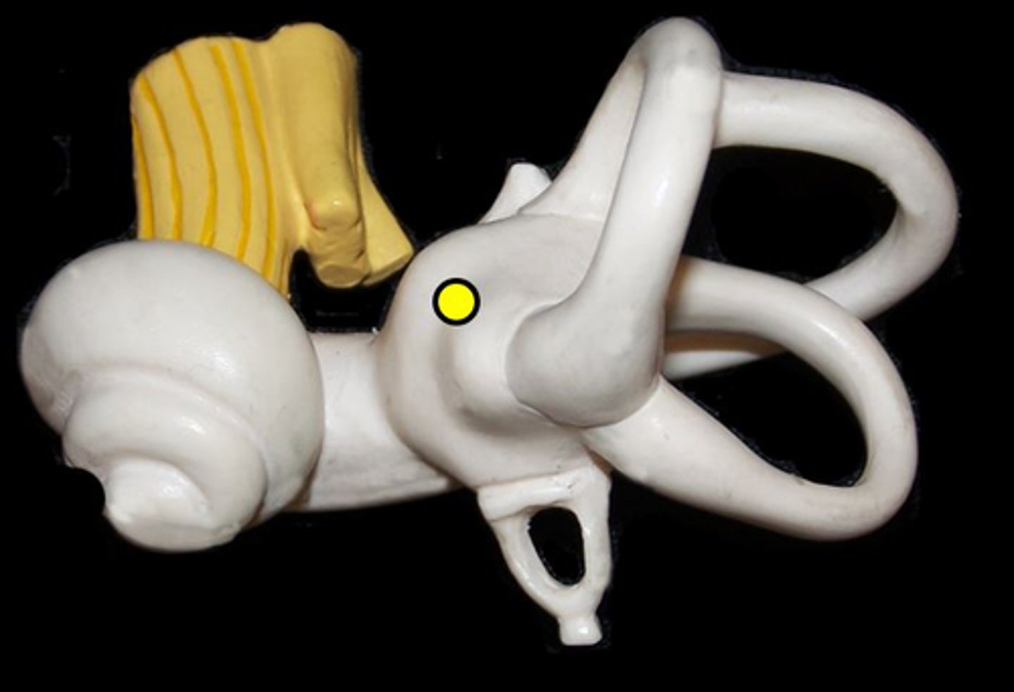 <p>the area between cochlea &amp; semicircular canals.</p>