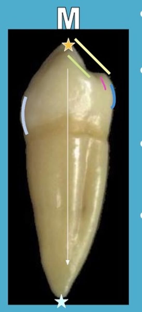 <p>B: cervical 1/3<br>L: middle 1/3</p>