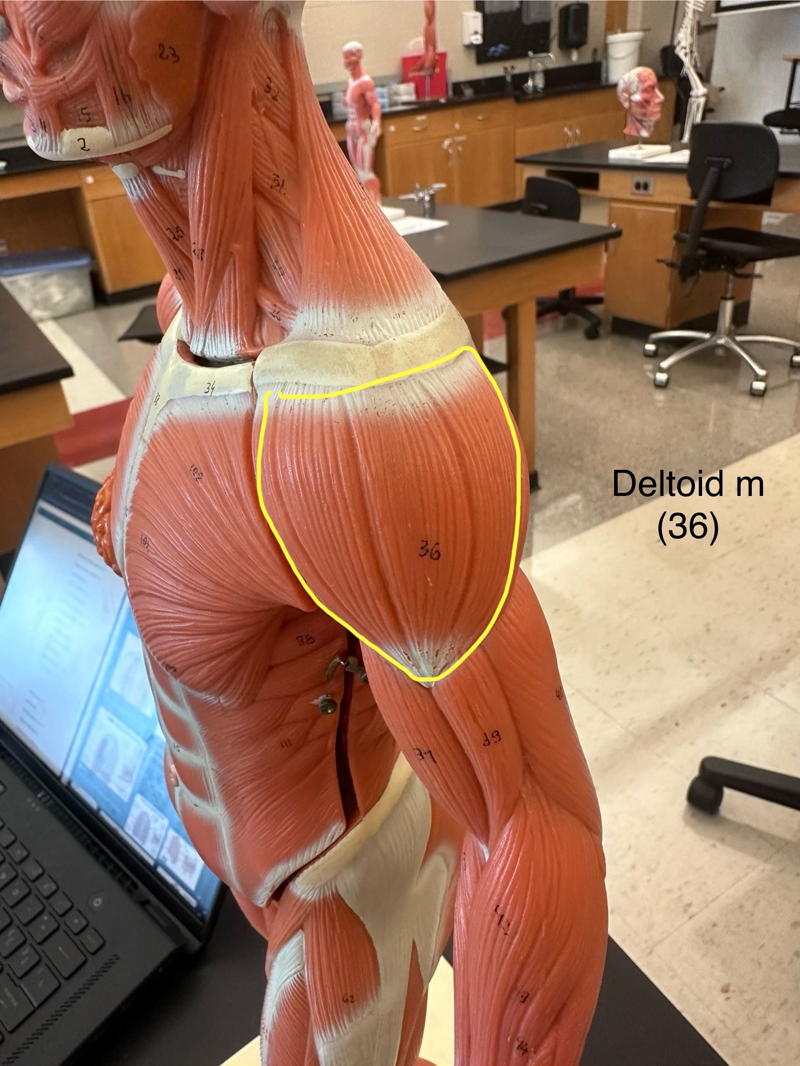 <p>Deltoid muscle. This muscle abducts and medially rotates the arm.</p><ul><li><p>The origin is the end of the clavicle, sternum, and cartilage of the ribs</p></li><li><p>The insertion is at the intertubercular sulcus and greater tubercle of the humerus.</p></li></ul>
