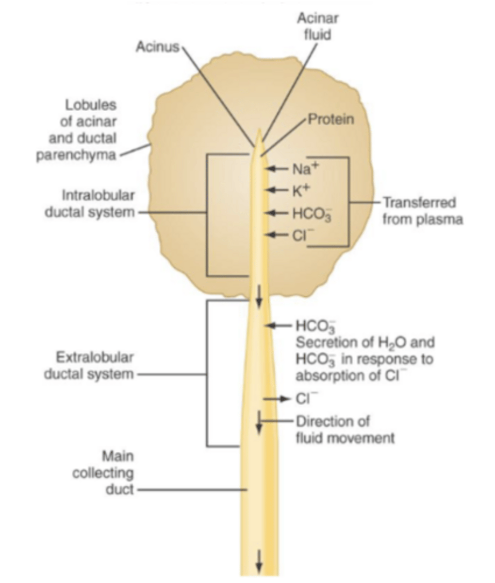 <p>secretes enzymes, affected by CCK; in high fatty acid CCK is secreted and increases enzyme production</p>