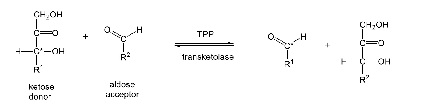 <p>catalyzes transfer of top 2 carbons to different aldose; mechanism requires TPP cofactor</p>