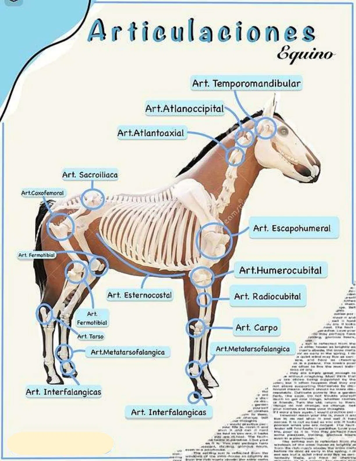 <p><strong>Extremidad Torácica (Anterior)</strong></p><ol start="5"><li><p class="ds-markdown-paragraph"><strong>Articulación Escapohumeral (Art. Escapohumeral):</strong> Es la articulación del hombro. Conecta la escápula con la cabeza del húmero. Es una articulación muy móvil.</p></li><li><p class="ds-markdown-paragraph"><strong>Articulación Radiocubital (Art. Radiocubital):</strong> En el caballo, el radio y el cúbito están fusionados, por lo que esta articulación es prácticamente inmóvil.</p></li><li><p class="ds-markdown-paragraph"><strong>Articulación del Carpo (Art. Carpio):</strong> Comúnmente llamada "rodilla" del caballo. Es una articulación compuesta por varias hileras de huesos (radio-carpiana, intercarpiana y carpometacarpiana). Actúa principalmente como una bisagra para la flexión y extensión.</p></li></ol><p></p>