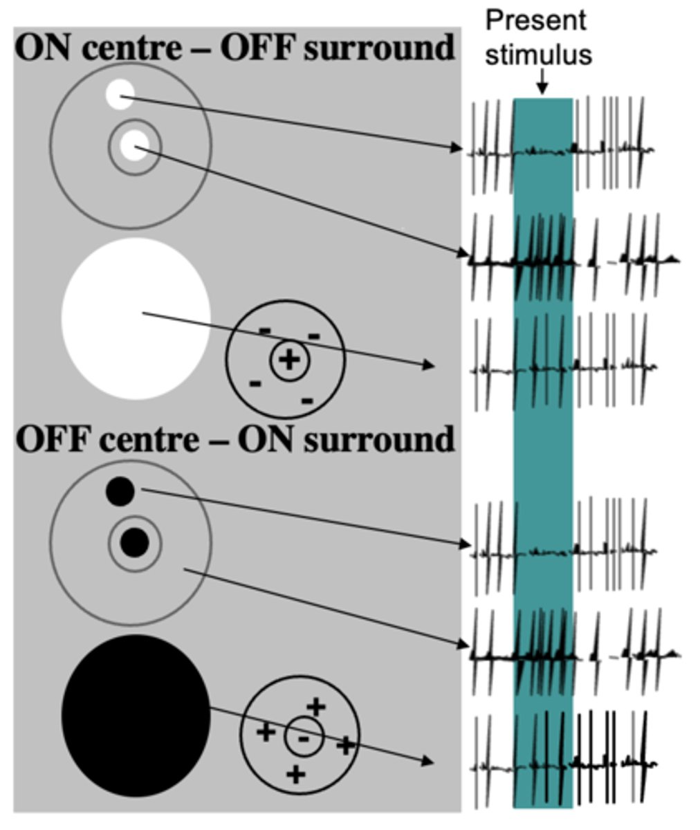 <p>- Receive input from multiple photoreceptors (via bipolar cells).</p><p>- ON-OFF centre-surround receptive fields.</p><p>- Light presented in 'ON' regions excites cells.</p><p>- Light in 'OFF' regions inhibits cells.</p><p>- ON and OFF regions are organised in 'centre-surround' fashion.</p><p>- Response rate of cell is based on the sum of stimulation in ON region - stimulation in OFF region.</p><p>- Neurons in the lateral geniculate body respond to visual stimuli in similar ways to retinal ganglion cells.</p>