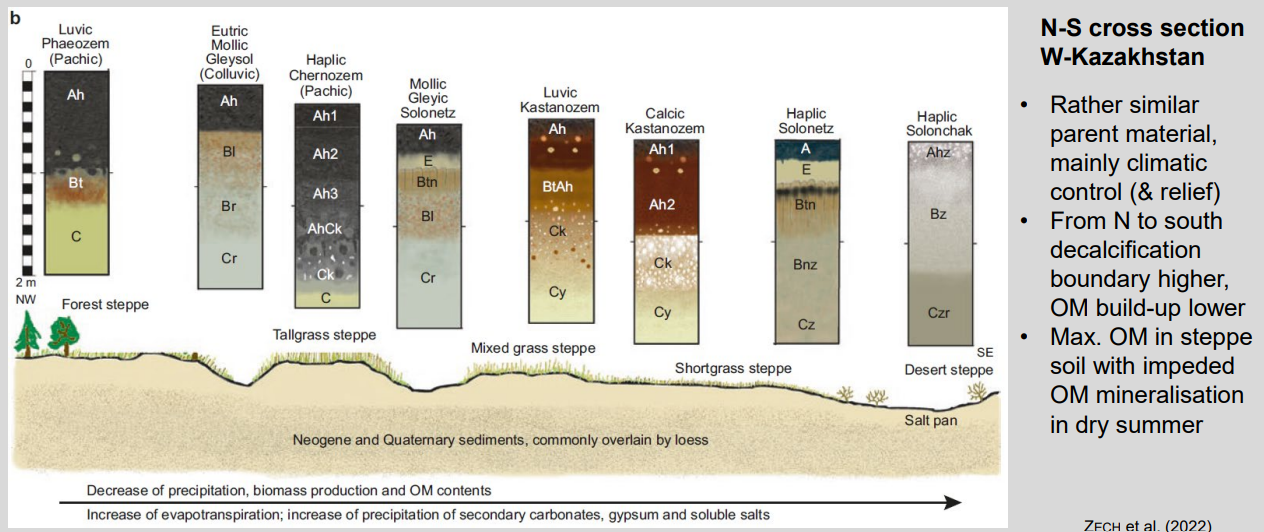 <ul><li><p><strong>Main driver:</strong> climate gradient (parent material mostly uniform)</p></li><li><p><strong>N → S:</strong> forest-steppe → steppe → desert</p></li><li><p><strong>Water balance:</strong> precipitation ↓, evapotranspiration ↑</p></li><li><p><strong>Soil processes:</strong> decalcification → carbonate accumulation → salinization/sodification</p></li><li><p><strong>OM:</strong> highest in steppe, decreases toward desert</p></li></ul><p><strong>Key idea:</strong> increasing aridity controls soil properties and horizons along the catena.</p>
