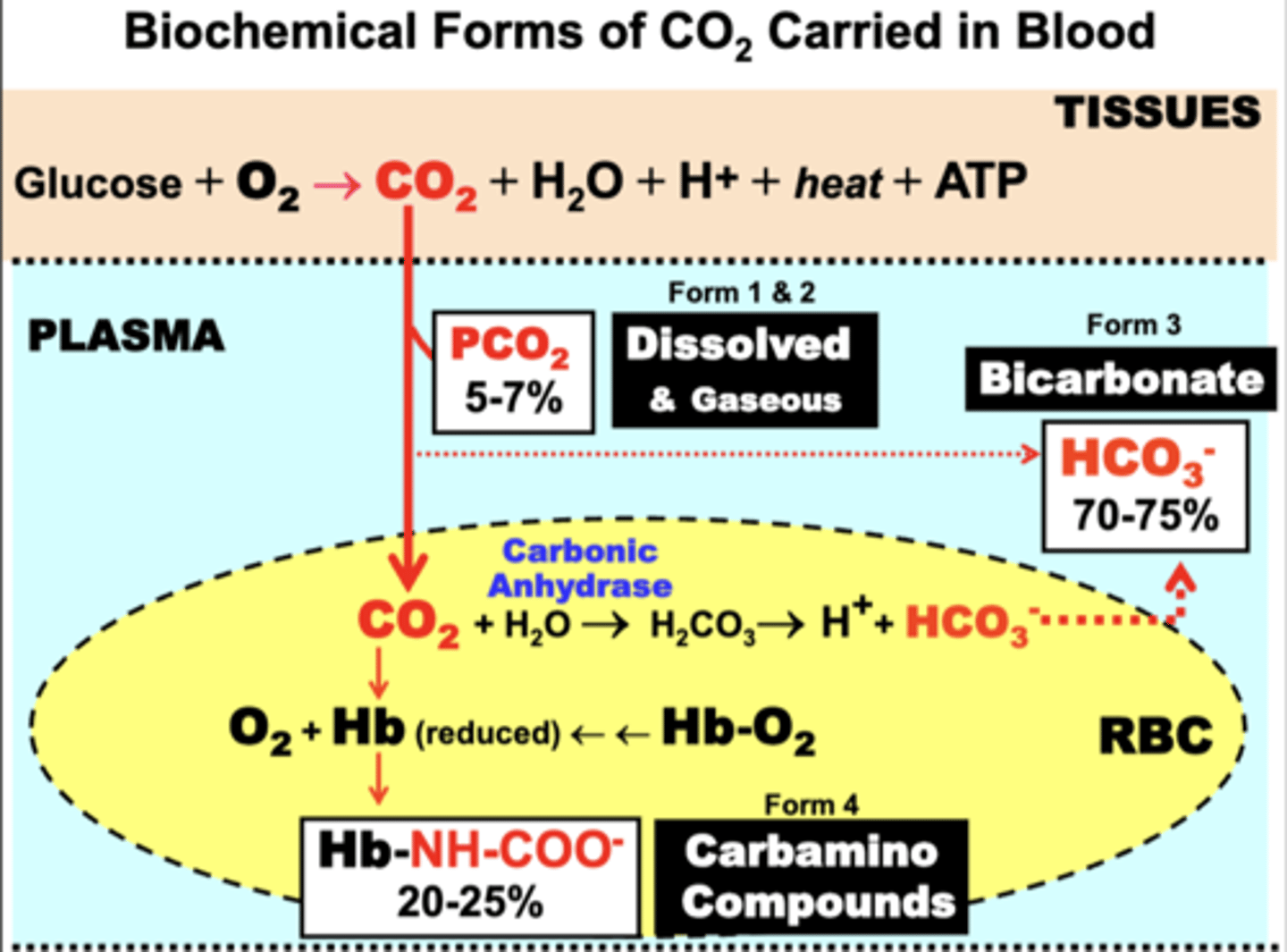 <p>compartments:</p><p>- Tissue</p><p>- Plasma</p><p>- RBC</p><p>forms:</p><p>1. gaseous (plasma)</p><p>2. dissolved (plasma)</p><p>3. bicarbonate</p><p>4. carbamino compounds</p><p>- carbaminohemoglobin</p>