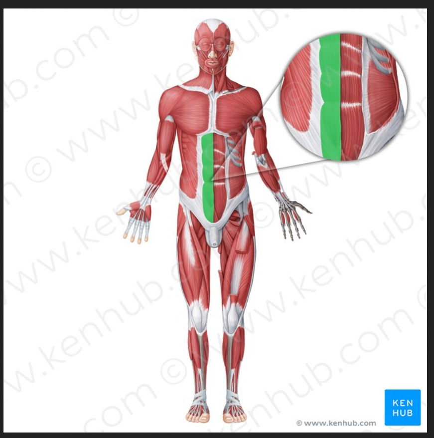 <p>Muscle of the face head and neck:</p><p>Rectus abdominus</p>
