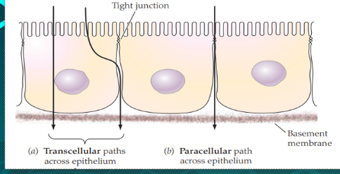 <ul><li><p>Transcellular Path - <span>may pass through cell</span></p></li><li><p><span>Paracellular Path - may pass between cells</span></p></li></ul><p></p>