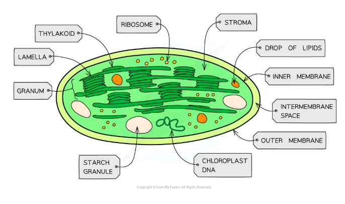 <p>Chloroplasts the organelles in plant cells where photosynthesis occurs</p><ul><li><p>Each is surrounded by the chloroplast envelope</p></li></ul><p></p>