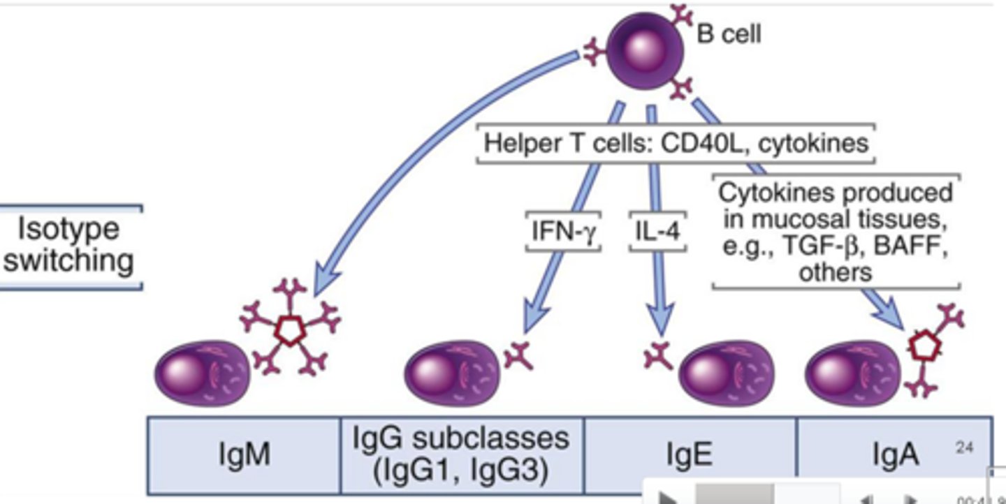 <p>ability of B cells to change the class of antibody they produce without altering the specificity for antigen - they alter the Fc region to alter the immunoglobulin class</p>
