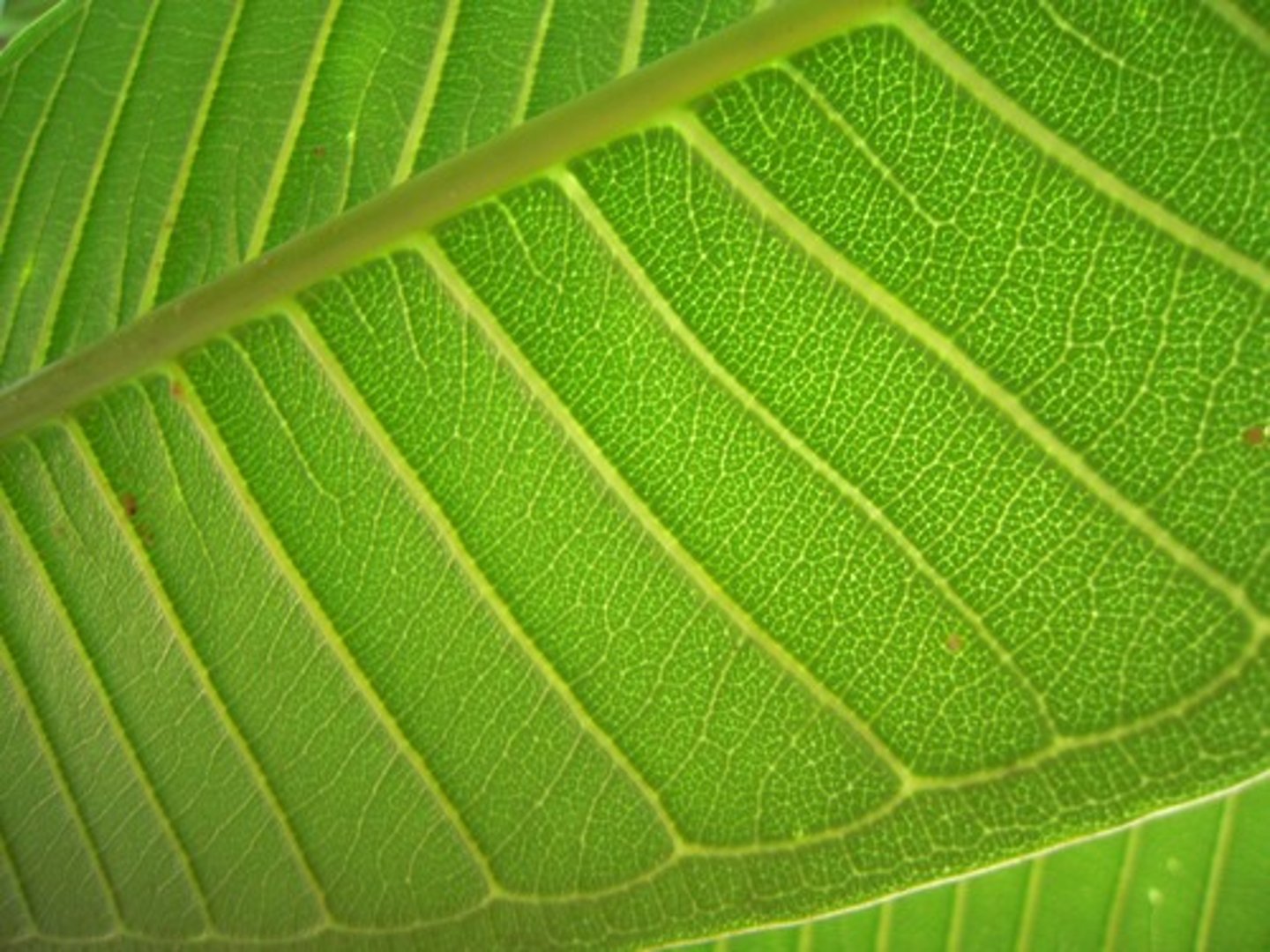 <p>green</p>