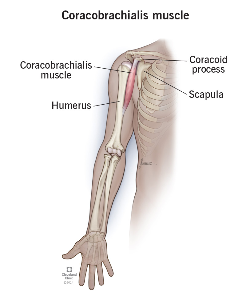 <p>Flexor of the arm</p>
