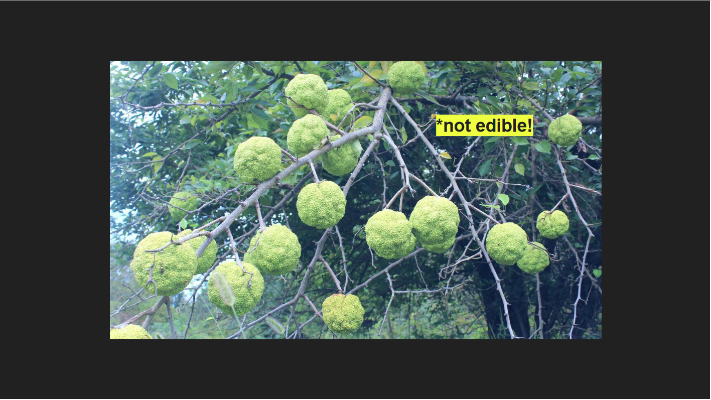 <p>Maclura pomifera</p><p>Osage Orange</p>