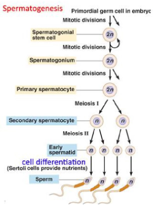 <ul><li><p>primordiale kiemcellen (PGC’s) blijven slapend tot de puberteit</p><ul><li><p>vanaf puberteit: differentiatie tot spermatogonia &amp; mitose begint</p></li></ul></li><li><p>bij volwassen man: spermatogonia produceren primaire spermatocyten → deze ondergaan meiose &amp; spermatogenese</p></li><li><p>elke primaire spermatocyt deelt zich en vormt 2 secundaire spermatocyten → deze vormen elk 2 spermatozoën</p></li></ul><p>→ elke primaire spermatocyt levert 4 functionele gameten</p><p>(ploidie = aantal kopies van ieder chromosoom)</p><p>(N = aantal kopijen van een bepaalde DNA molecule of chromatide)</p><p></p>