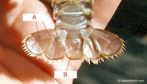 <p>What are structures A and B in the photo?</p>