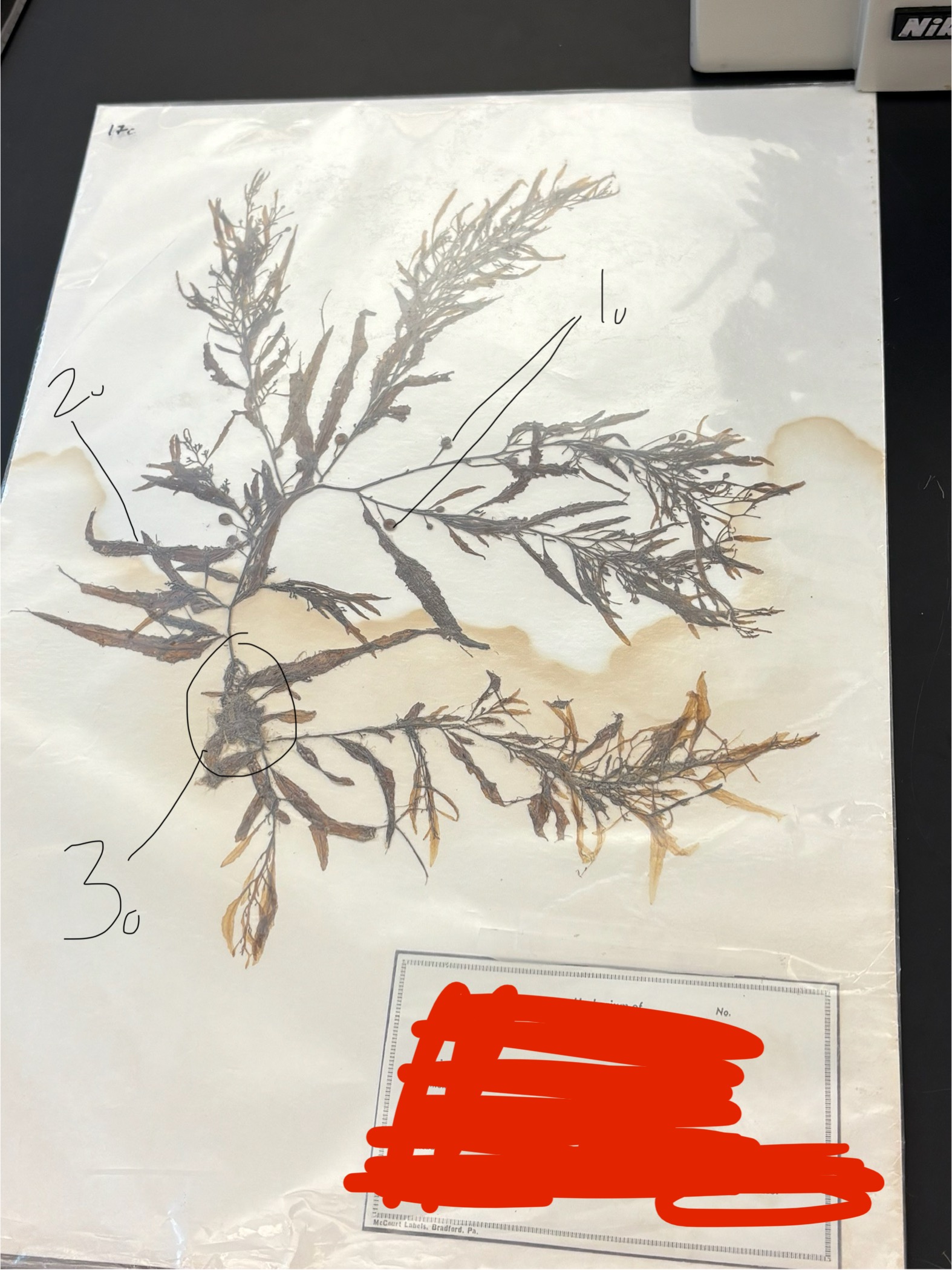 <p>What phylum, 3 *</p>