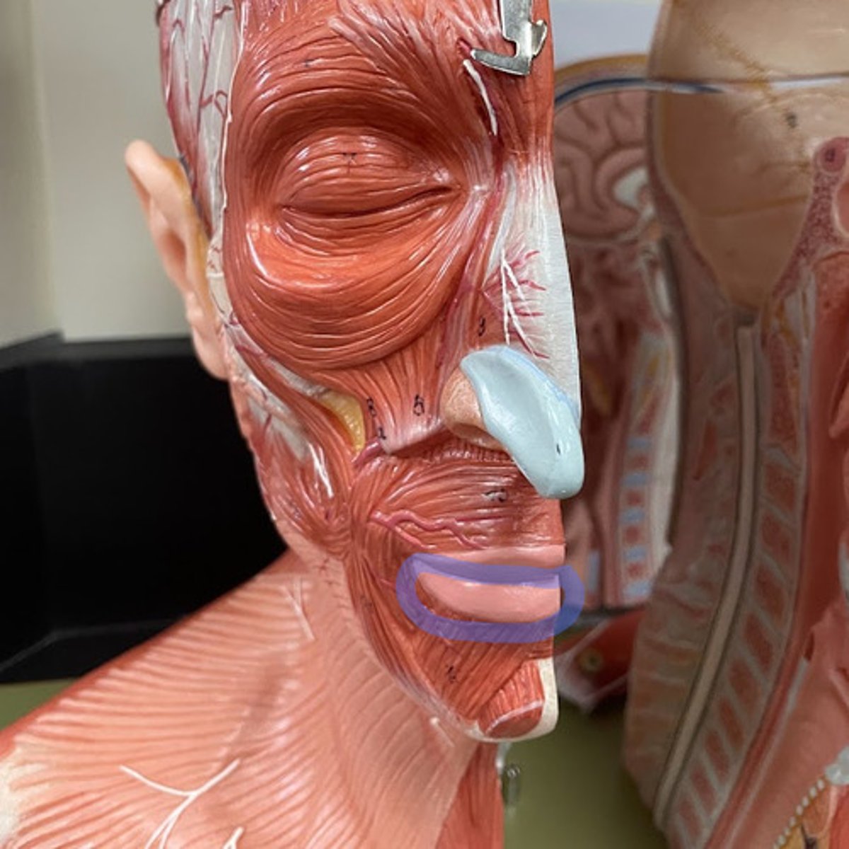 knowt flashcard image