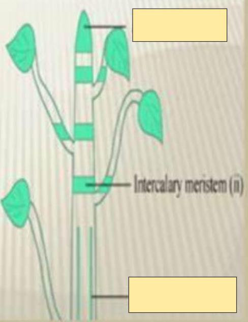 <p>Intercalary Meristem</p>