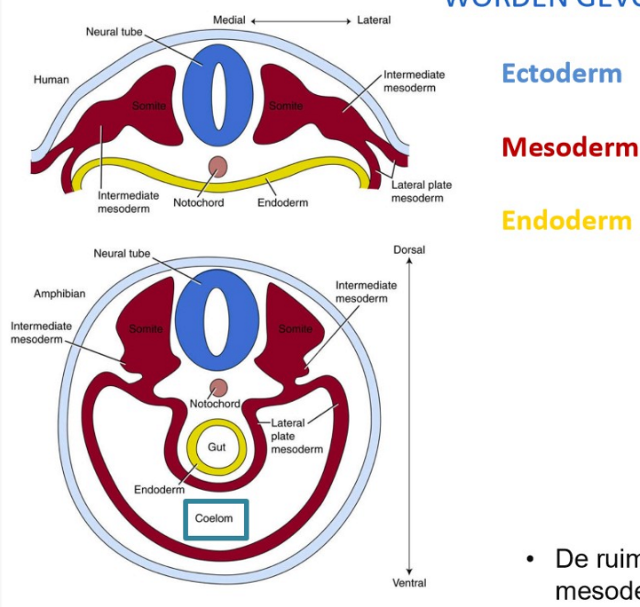 <ul><li><p>de buitenste ectodermale buis (huid) &amp; binnenste endodermale buis (darm) worden gevormd door ‘body folding’</p></li><li><p>vroeg op dag 17: mesoderm begint zich te differentiëren:</p><ul><li><p>paraxiaal (somieten)</p></li><li><p>intermediair (urinewegsysteem &amp; delen van geslachtssysteem)</p></li><li><p>laterale plaat mesoderm</p></li></ul></li></ul><p>→ ruimte tussen de 2 buizen wordt voornamelijk opgevuld met mesoderm</p><ul><li><p>deel van laterale plaat mesoderm splitst zich om lichaamsholte (= coeloom) te vormen</p></li></ul><p></p>