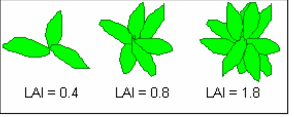 <p>LAI: ‘one-sided’ leaf area per unit area of ground </p><p>(LAI = leaf area / ground area, m2 / m2)</p><p>higher LAI = larger canopy → higher Light Saturation Point (LSP)</p>