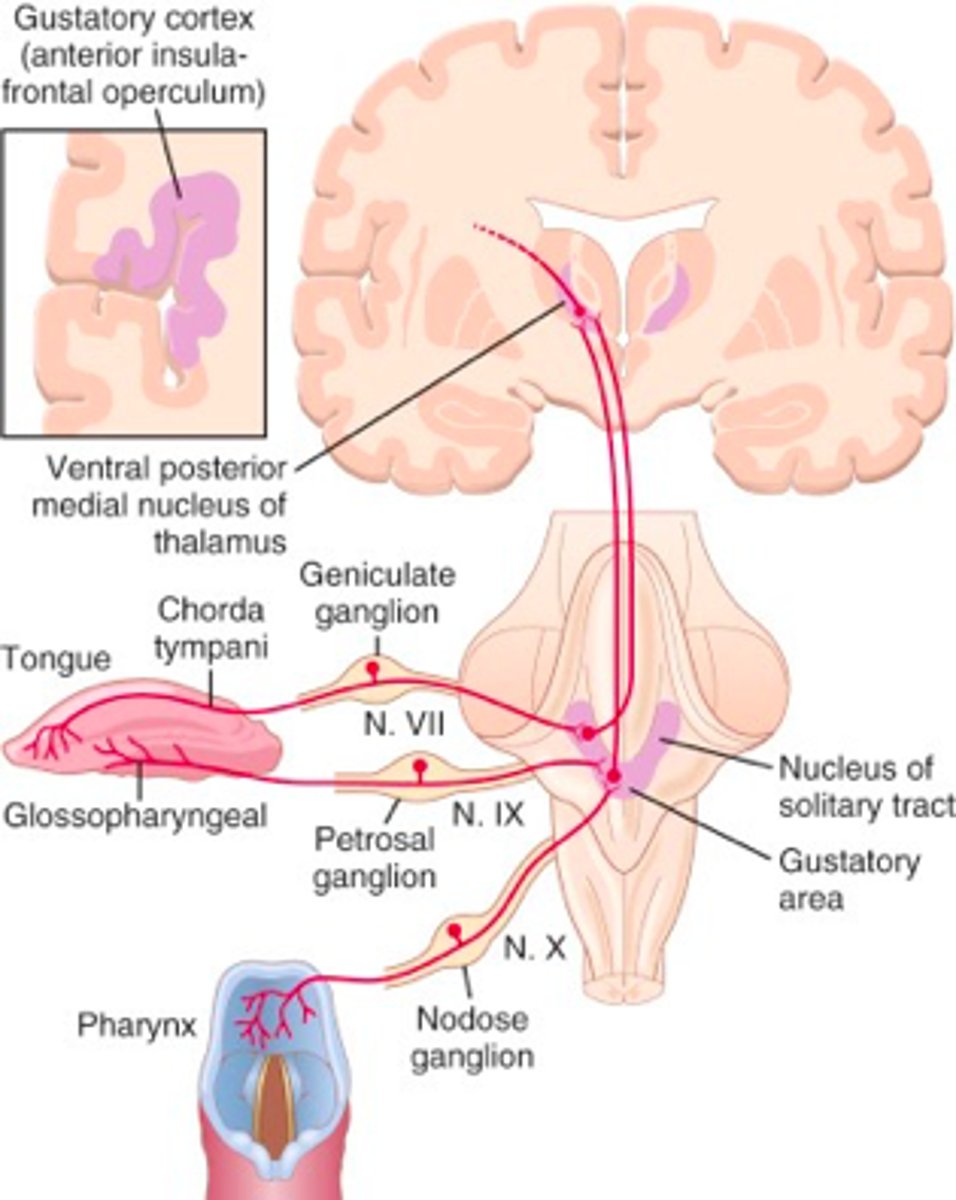 <p>Insula and frontal operculum.</p>