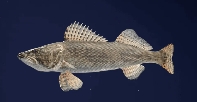 <p>What fish is this and how do you know</p>