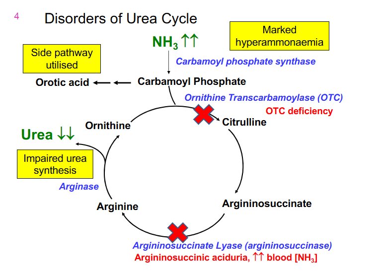<p>Disorders of Urea Cycle DAIGRAM</p>