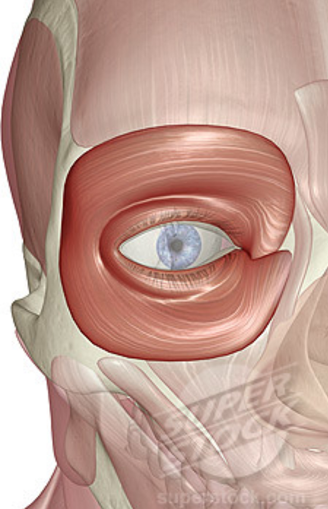 <p>what is this muscle?</p>