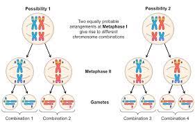 <p>What occurs during Metaphase I of Meiosis? </p>