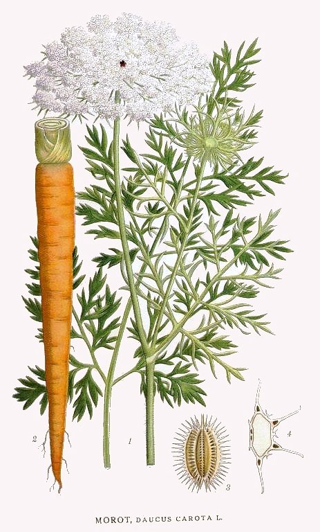 <p><em>Apiaceae -</em> miříkovité</p><p><em>Daucus carota -</em> mrkev obecná</p>