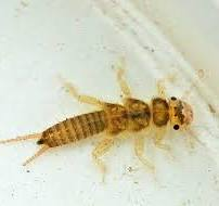 <p>Name the order</p>