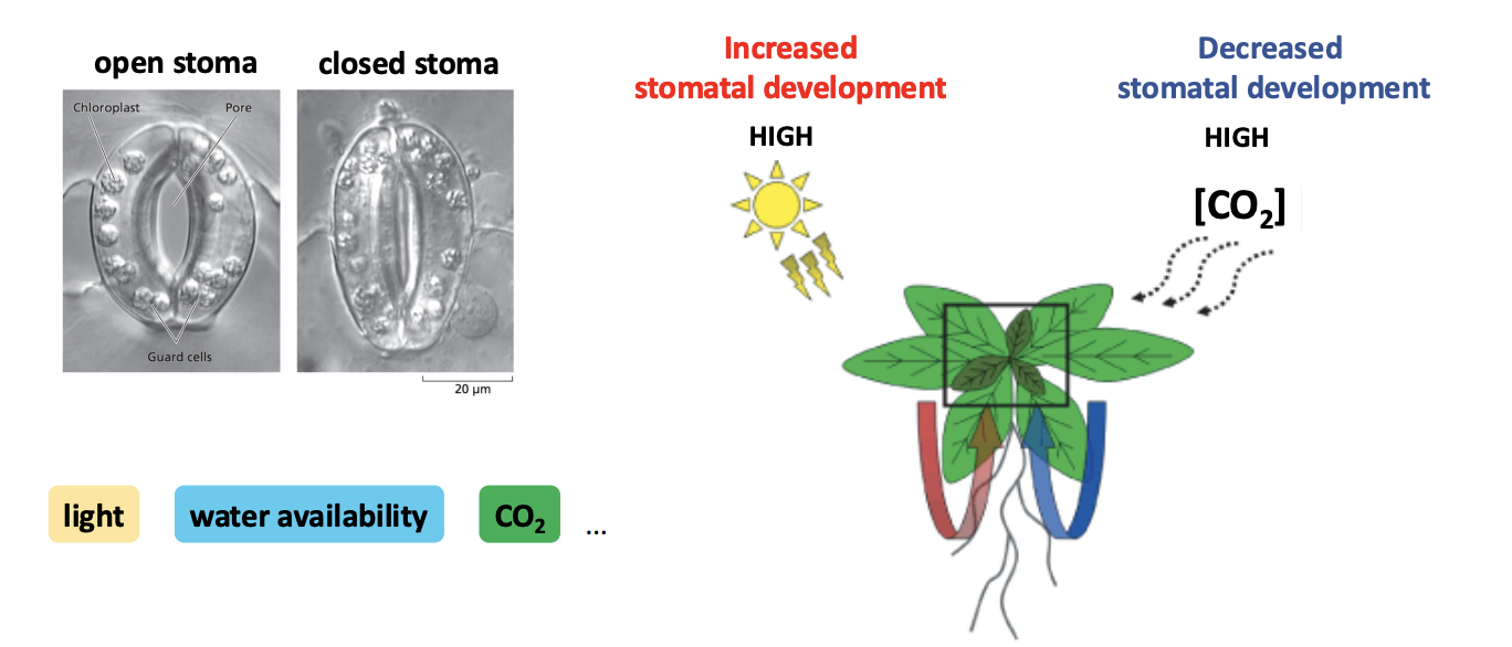 <ul><li><p>fewer stomata develop</p><p>→ do not need to open as much to get to the CO2</p><p>→ Have less stomata to decrease water loss</p></li></ul><p><em>Water is the limiting factor</em></p>
