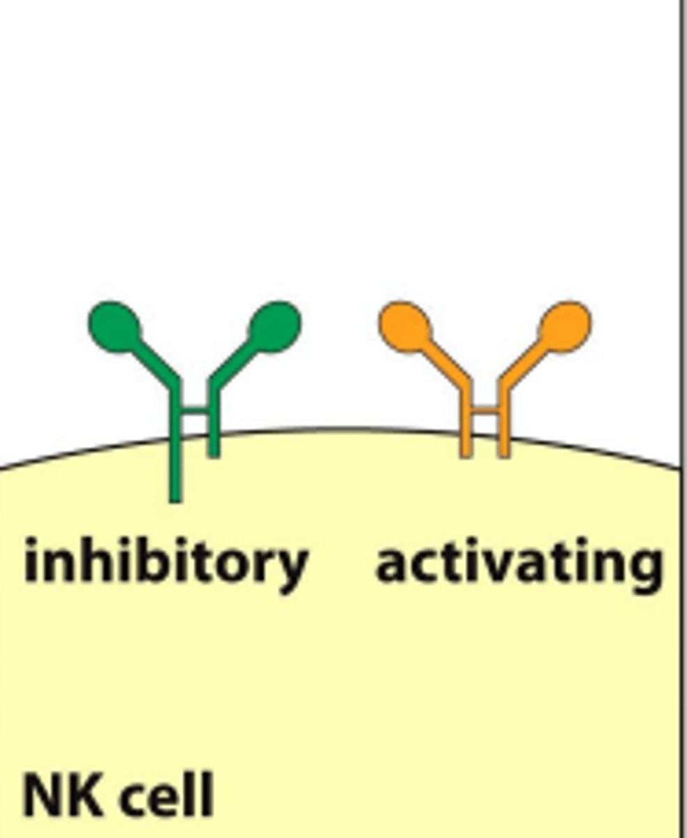 <p>MHC 1 receptors in mice, rats, and horses</p>
