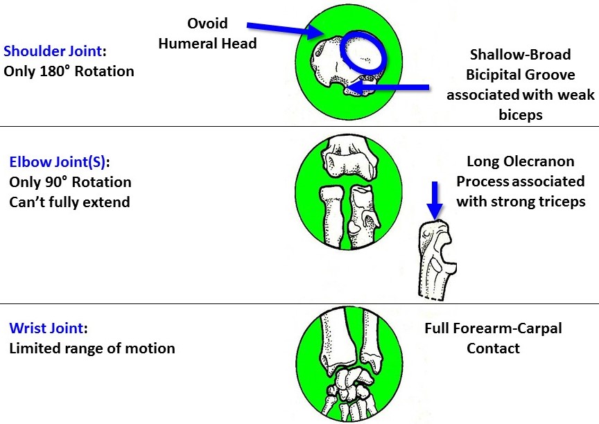 <p><span><strong>Shoulder joint:</strong>&nbsp;180 degrees rotation, ovoid humeral head</span></p><p><span><strong>Elbow joint:</strong>&nbsp;90 degrees rotation, limited extension&nbsp;due to long olecranon process;&nbsp;</span></p><p><span><strong>Wrist joint:</strong>&nbsp;restricted mobility due to full wrist bone contact</span></p>