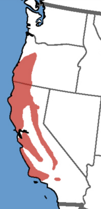 <p>Which ranidae range</p>