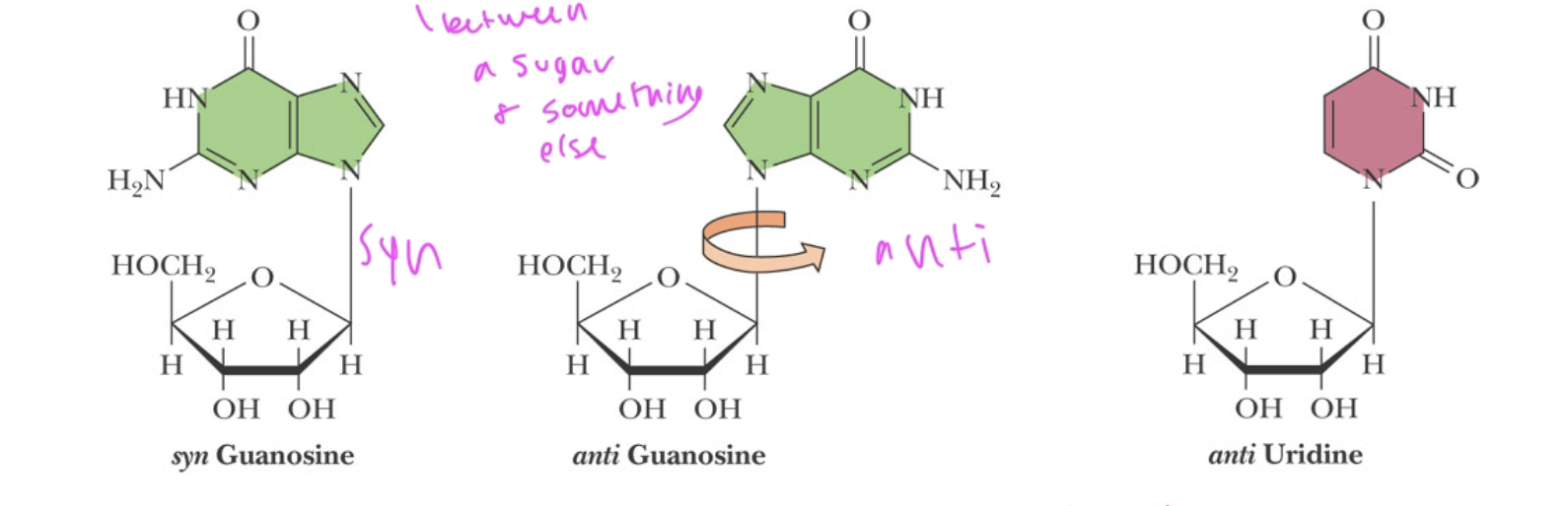 <p>between a sugar and nitrogenous base of a nucleotide</p><ul><li><p>is sterically hindered in nitrogenous bases</p></li><li><p>can be syn or anti conformation</p></li></ul><p></p>