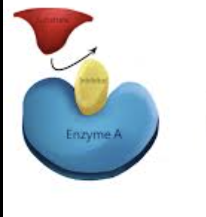 <p>bind reversibly to enzymes active site&nbsp;</p>