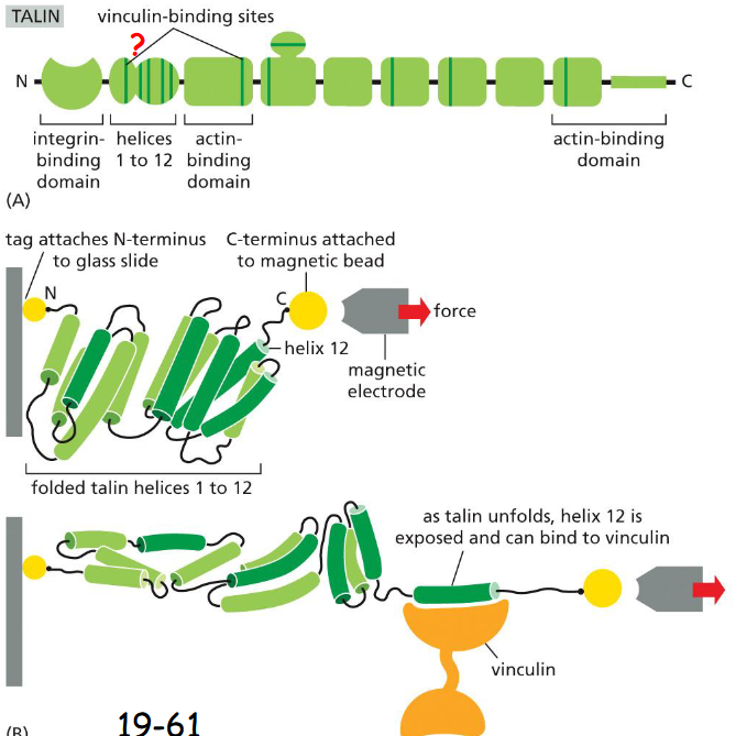 <p>Tension across cell-matrix junctions stimulates the recruitment of vinculin and other proteins by talin, strengthening the attachment of the junction to cytoskeleton.</p><p>(A) The vinculin binding sites are hidden and inaccessible.</p><p>(B) Tension stretches the 12 alpha-helixes and expose the vinculin- binding sites.</p><p>Vinculins are fluorescently labeled. After the talin protein was stretched and excess vinculin solution was washed away, determine if vinculin was able to bind to the talin protein</p>