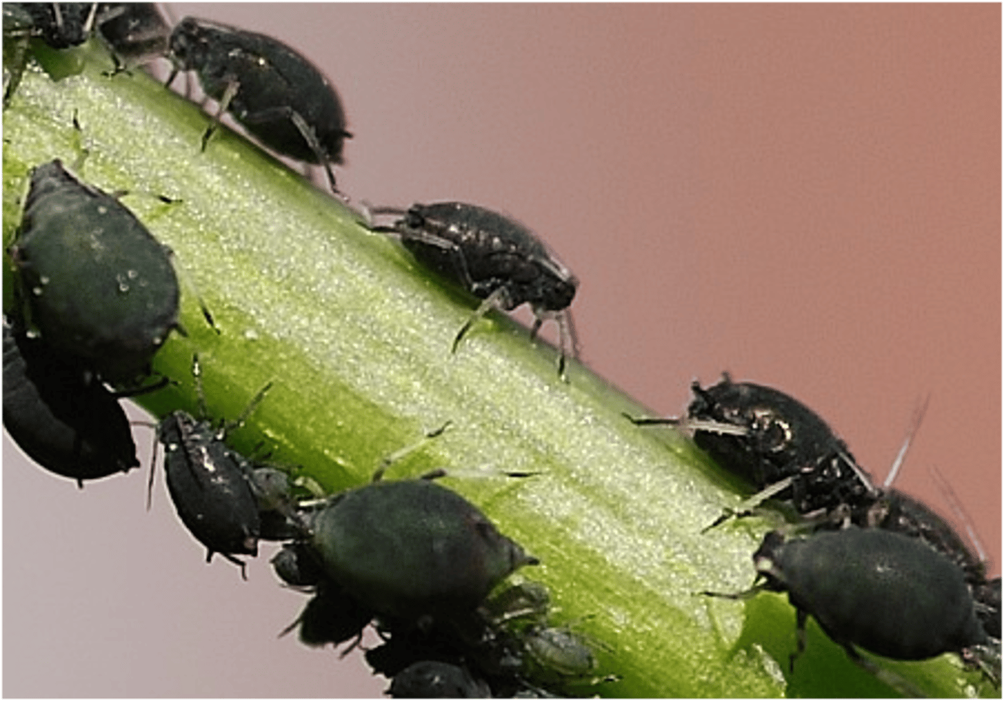 <p>bladluisachtigen, druppelvormig lichaam, dunne poten, sommigen lijken op fruitvliegjes</p>