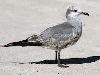 <p>Laughing Gull</p>
