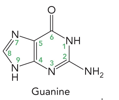 <p>C 2’- Hydrogen (H)</p><p>Base: Guanine</p><p>Nucleoside: Deoxyguanosine</p><p>Nucleotide: Deoxyguanosine-5’-monophosphate or deoxyguanylate (dGMP)</p>