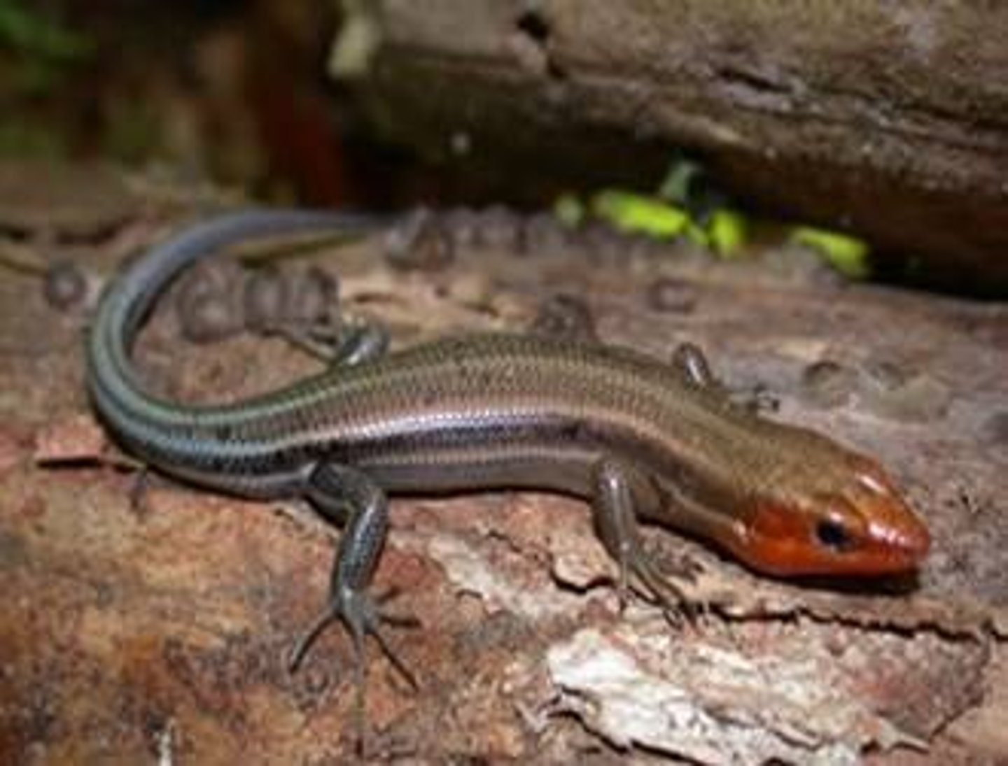 <p>Plestiodon laticeps</p><p>Order: Squamata</p><p>Suborder: Lacertilia</p><p>Family: Scincidae</p>