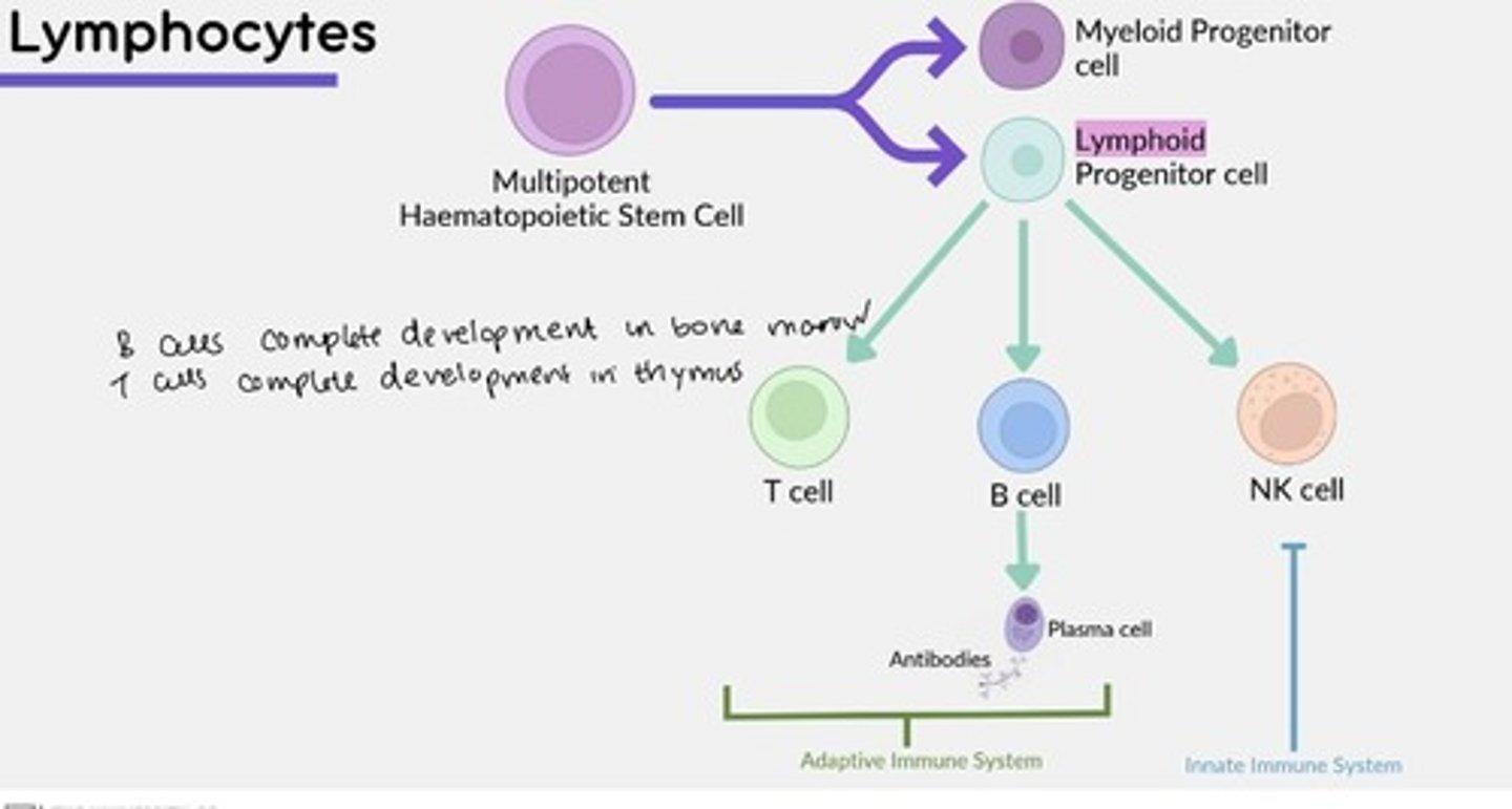 <p>Lymphoid</p>