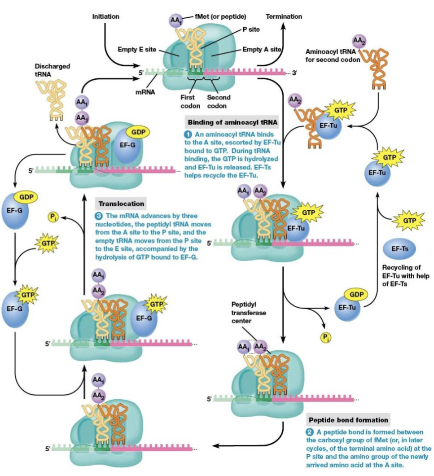 <p>P site (the next codon is at the A site)</p>