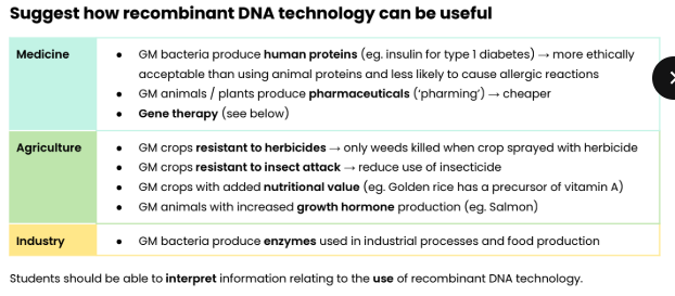 <p>Medicine </p><p>● GM bacteria produce human proteins (eg. insulin for type 1 diabetes) → more ethically</p><p>acceptable than using animal proteins and less likely to cause allergic reactions</p><p>● GM animals / plants produce pharmaceuticals (‘pharming’) → cheaper</p><p>● Gene therapy (see below)</p><p>Agriculture</p><p> ● GM crops resistant to herbicides → only weeds killed when crop sprayed with herbicide</p><p>● GM crops resistant to insect attack → reduce use of insecticide</p><p>● GM crops with added nutritional value (eg. Golden rice has a precursor of vitamin A)</p><p>● GM animals with increased growth hormone production (eg. Salmon)</p><p>Industry </p><p>● GM bacteria produce enzymes used in industrial processes and food production</p>